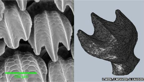 3D модель кожи акулы