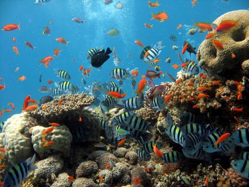 Ученые бьют тревогу – 20-25% обитателей морей и океанов, а так же морских растений находятся под угрозой исчезновения из-за деятельности чело